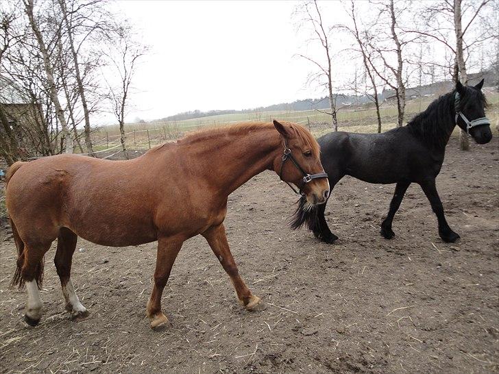 Frederiksborg kira (shakira)  DØD 22 april 2014 - uf du er altså dum seppy billede 6
