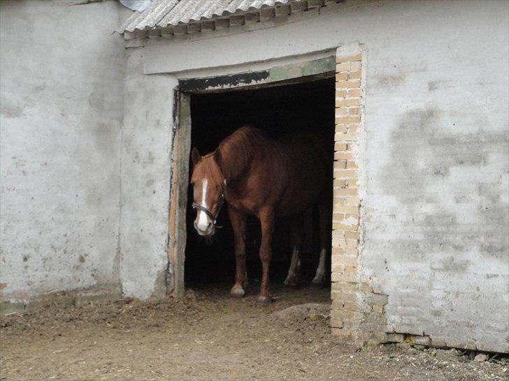 Frederiksborg kira (shakira)  DØD 22 april 2014 - kaldte du mor? skal vi have mad? billede 7