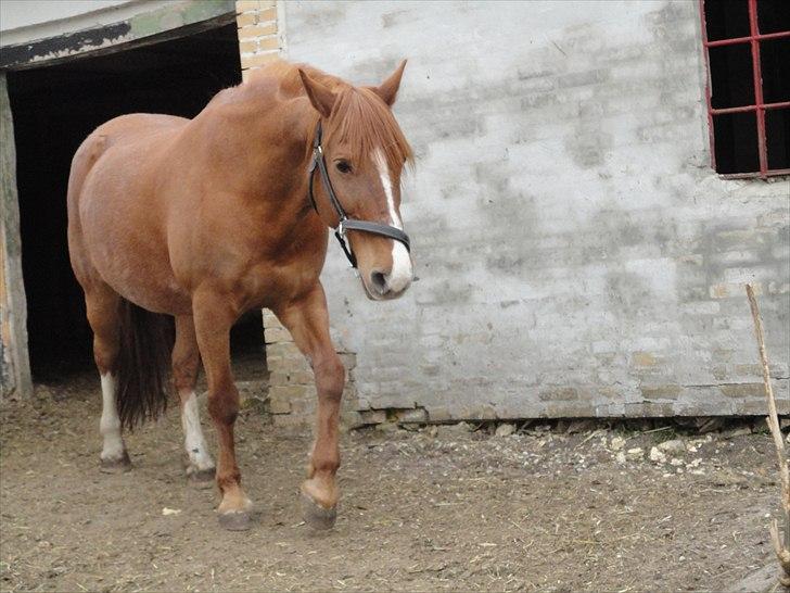Frederiksborg kira (shakira)  DØD 22 april 2014 - må hellere lige tjekke for en sikkerheds skyld billede 8