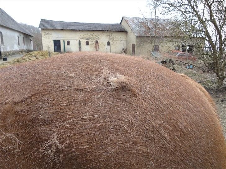 Frederiksborg kira (shakira)  DØD 22 april 2014 - kira med langt vinterpels (til pia :) ) billede 9