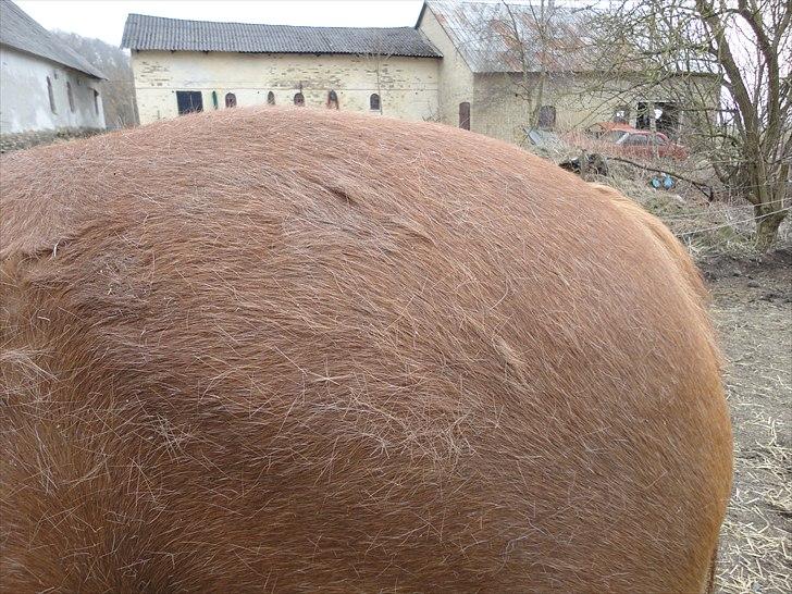 Frederiksborg kira (shakira)  DØD 22 april 2014 - lige et mere til pia billede 10