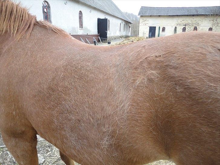 Frederiksborg kira (shakira)  DØD 22 april 2014 - og et mere hehe bliver nu godt når alt vinter pelsen er væk :) billede 11