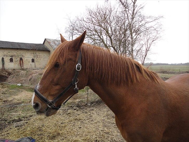 Frederiksborg kira (shakira)  DØD 22 april 2014 - såå må det vidst være godt med at tage alle de billeder for i dag do... billede 12