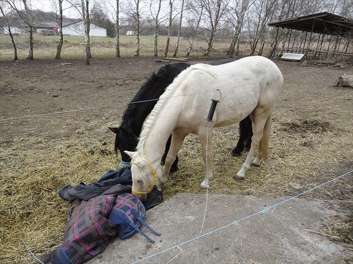 Frieser seppy 16 DØD - hva er dog det som ligger der? er det mon farligt? billede 5