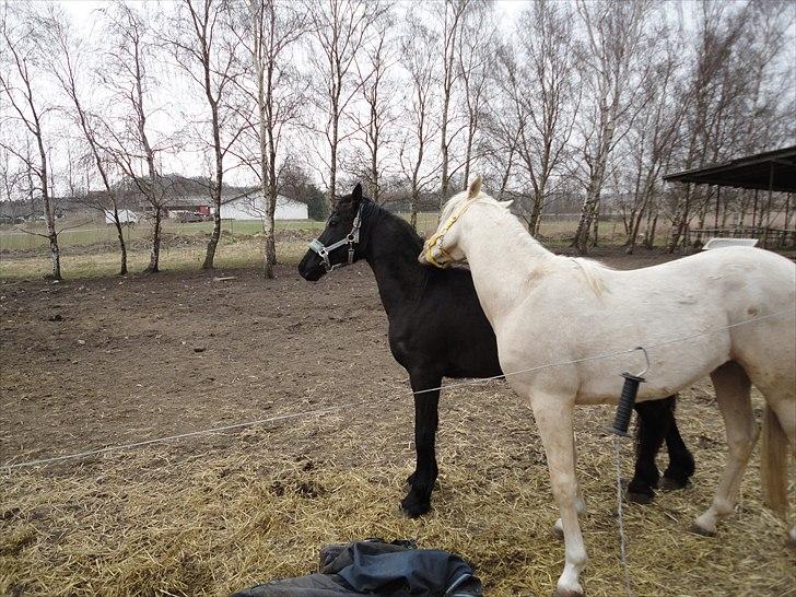 Frieser seppy 16 DØD - det kan lige springe op og gør sådan her billede 6
