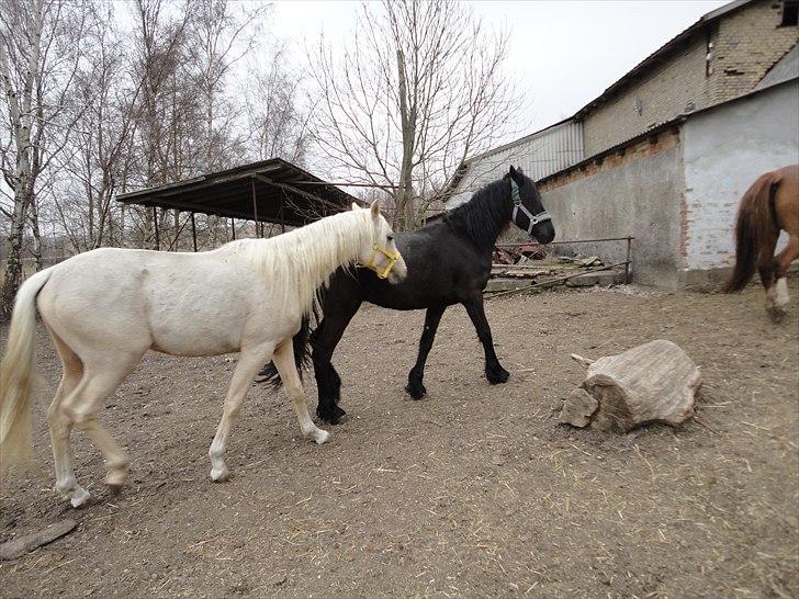 Frieser seppy 16 DØD - uha nu går kira så må vi hellere gå med kan jo være der er frokost nu billede 7