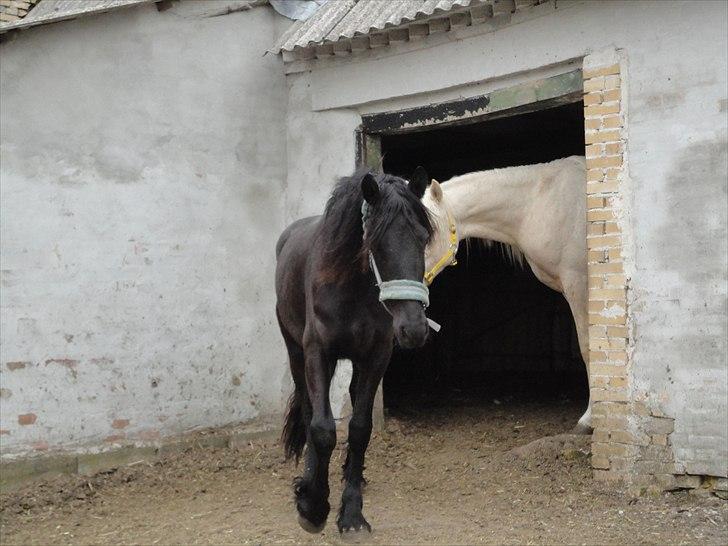 Frieser seppy 16 DØD billede 8