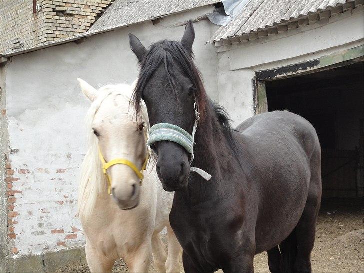 Frieser seppy 16 DØD - er vi ikke smukke? billede 9