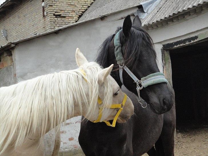 Frieser seppy 16 DØD billede 2