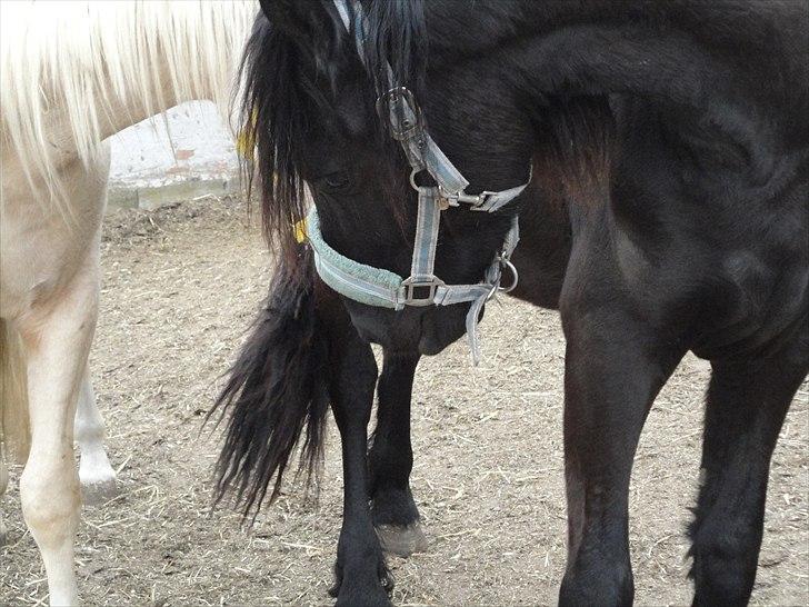 Frieser seppy 16 DØD billede 10