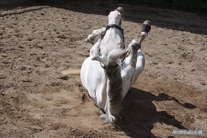 DSP Tranholms Maici *Givet væk* - Tykke pony (:  billede 12