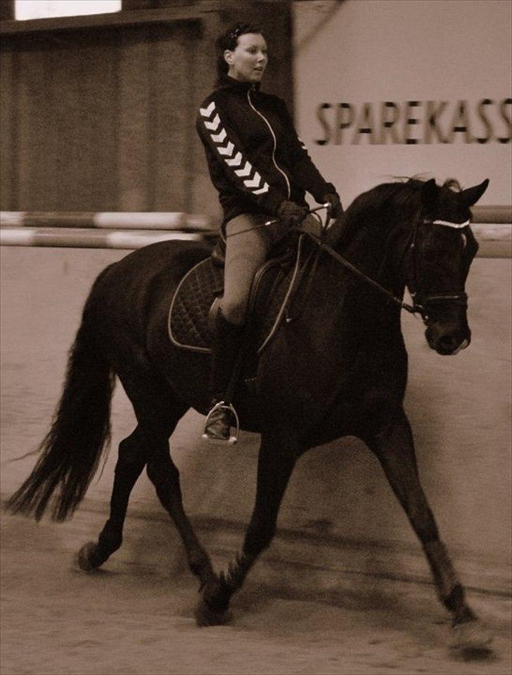 Trakehner Barduc  (SOLGT) - Barduc 2010 billede 12