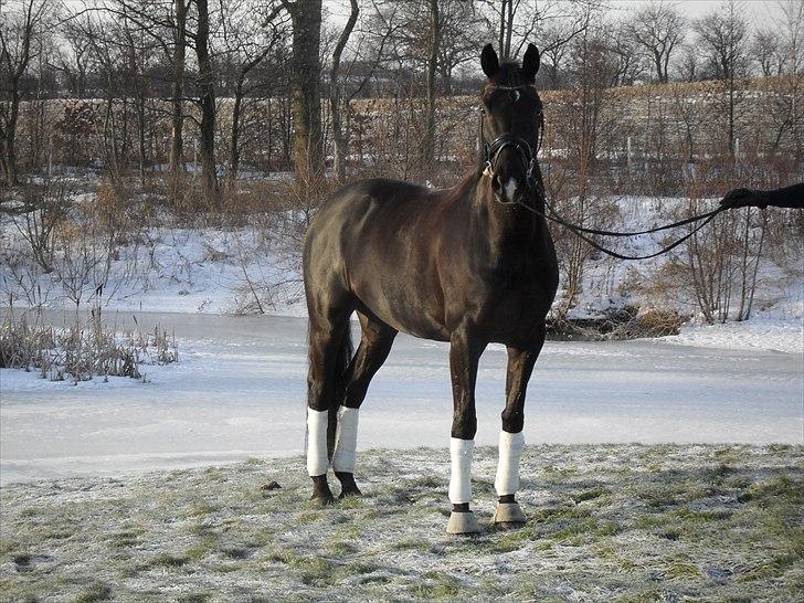 Trakehner Barduc  (SOLGT) - Barduc 2011 billede 16