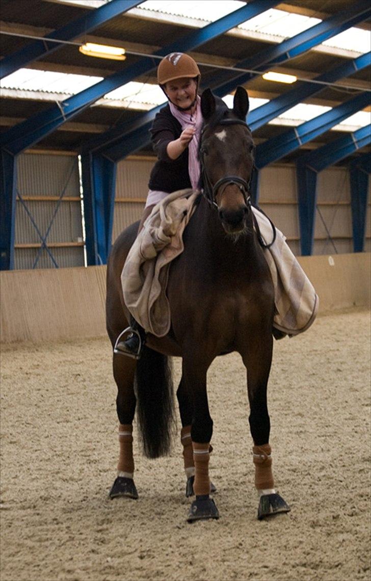 Dansk Varmblod Tobi billede 9