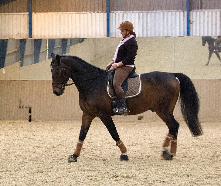 Dansk Varmblod Tobi billede 10