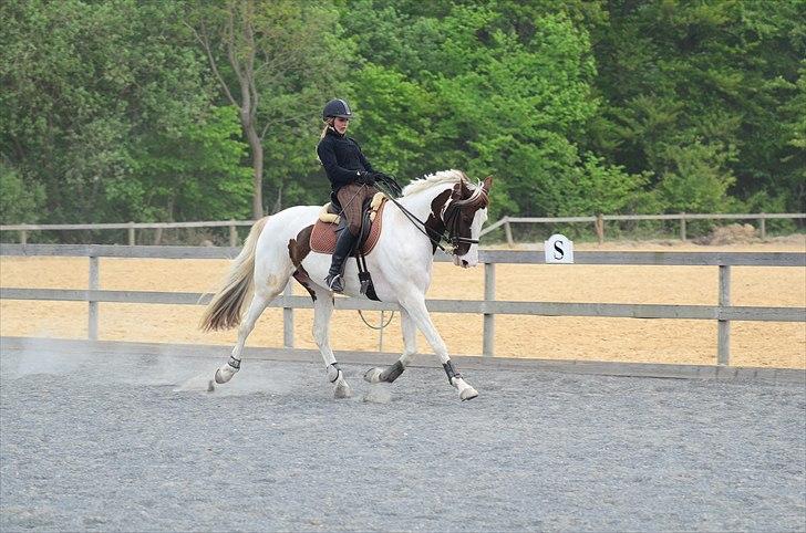 Pinto Apatchie A'nikka - Undervisning hos Line Hermann Hass billede 8