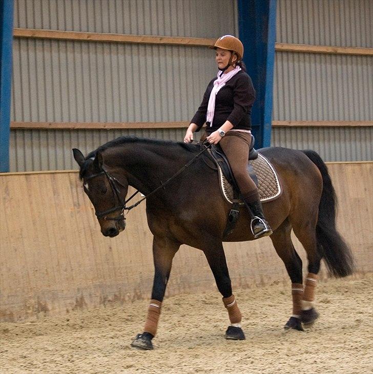 Dansk Varmblod Tobi billede 11