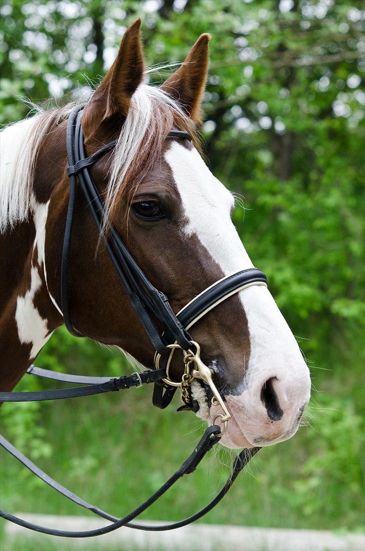 Pinto Apatchie A'nikka billede 9