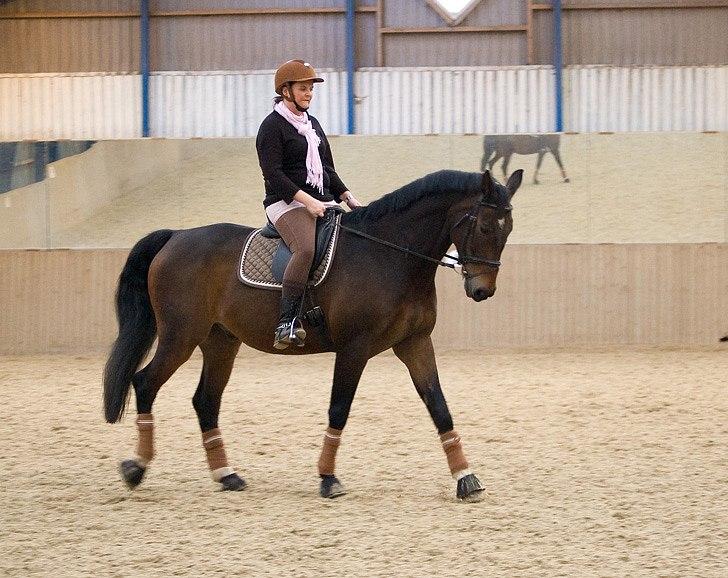 Dansk Varmblod Tobi billede 5