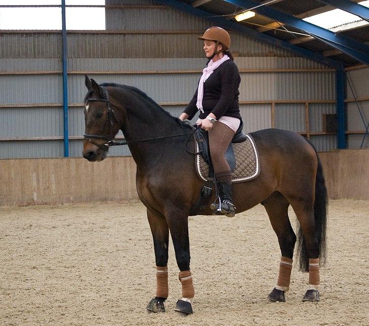 Dansk Varmblod Tobi billede 12