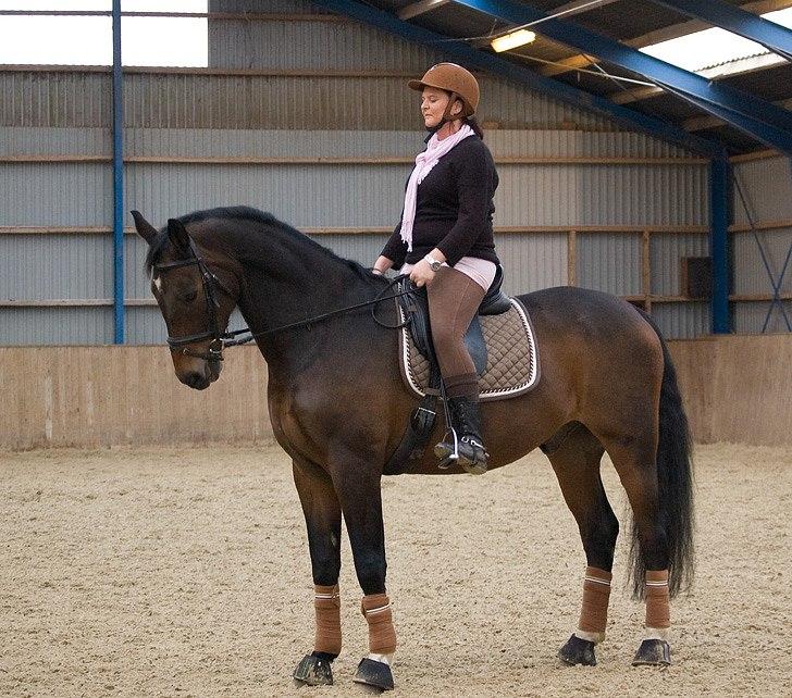 Dansk Varmblod Tobi billede 6