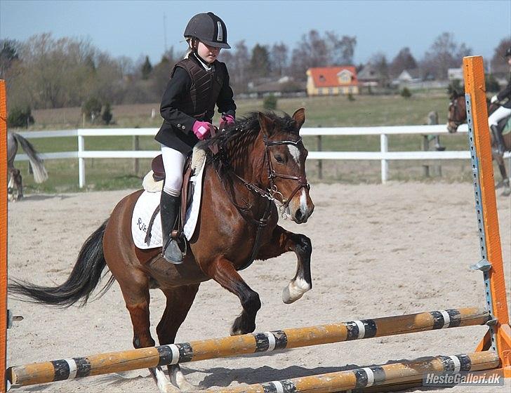 Welsh Partbred (Sec F) Cookie - FOTO: JC - Cookie er blevet stævne pony :´D billede 18