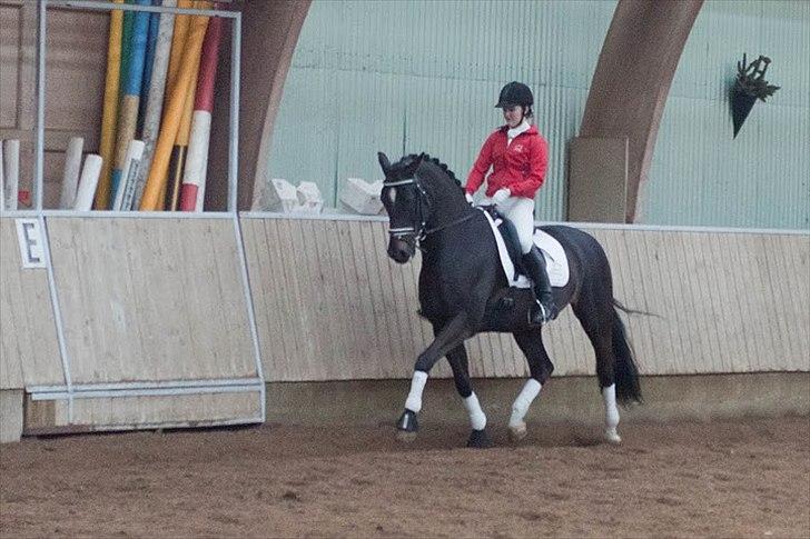 Dansk Varmblod Gørklintgårds Futurist R.I.P billede 1