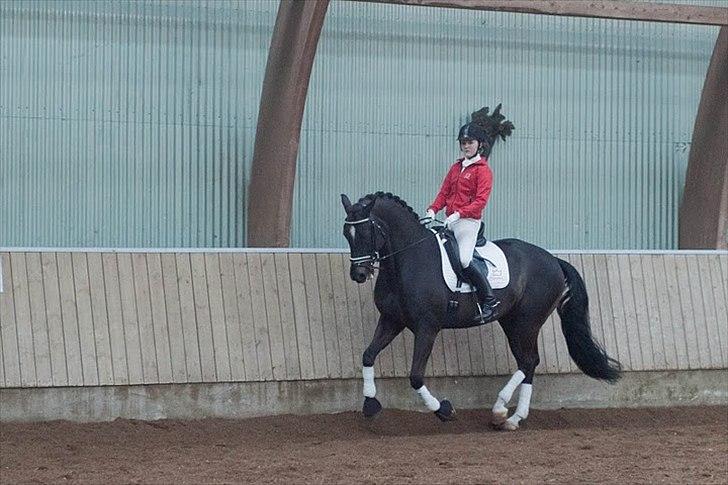 Dansk Varmblod Gørklintgårds Futurist R.I.P billede 8