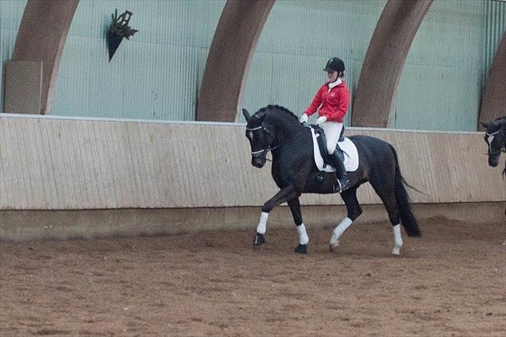 Dansk Varmblod Gørklintgårds Futurist R.I.P billede 9