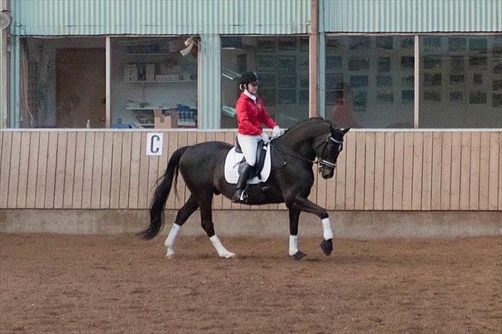 Dansk Varmblod Gørklintgårds Futurist R.I.P billede 10