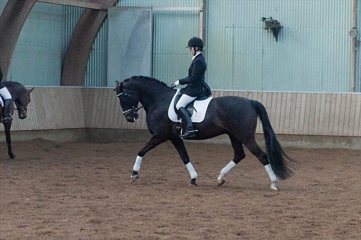 Dansk Varmblod Gørklintgårds Futurist R.I.P billede 11