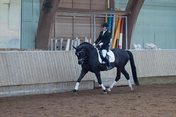 Dansk Varmblod Gørklintgårds Futurist R.I.P billede 12