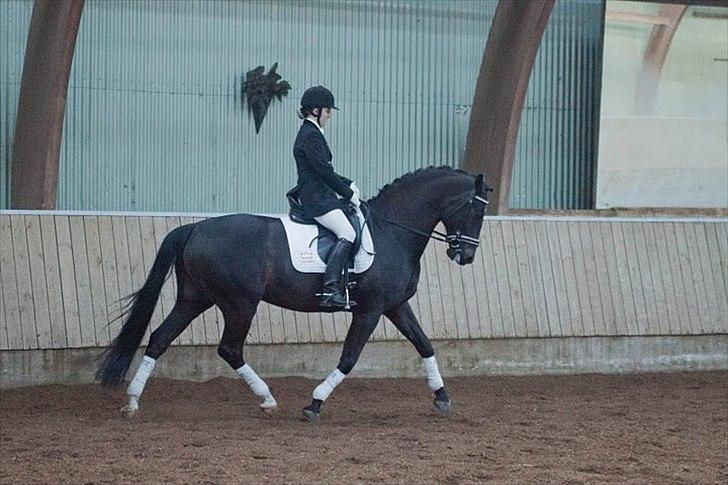 Dansk Varmblod Gørklintgårds Futurist R.I.P billede 13