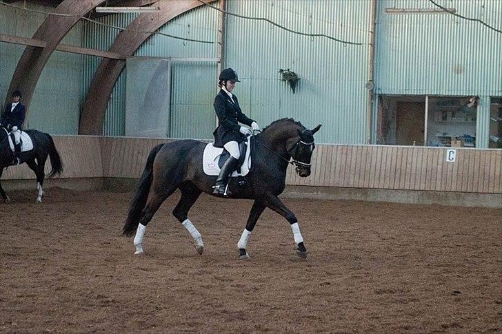 Dansk Varmblod Gørklintgårds Futurist R.I.P billede 14