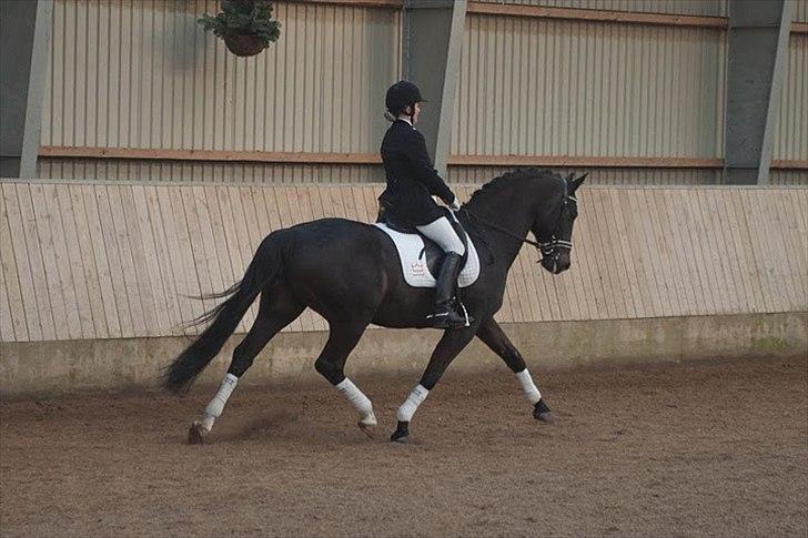 Dansk Varmblod Gørklintgårds Futurist R.I.P billede 15