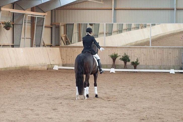 Dansk Varmblod Gørklintgårds Futurist R.I.P billede 16