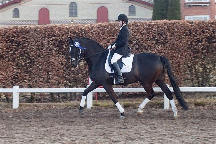 Dansk Varmblod Gørklintgårds Futurist R.I.P billede 17