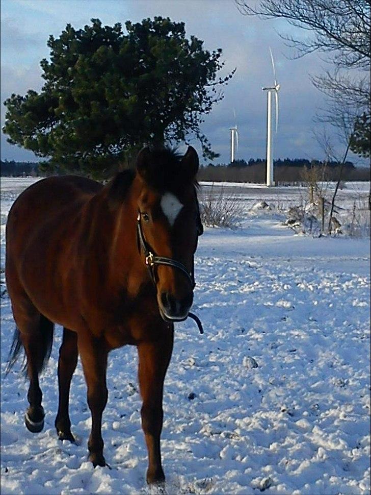 New Forest Beukenhof Iris - iris i sneen :D <3 billede 9
