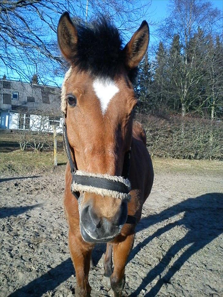 New Forest Beukenhof Iris - smukke dig <3 billede 11