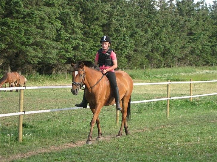 New Forest Beukenhof Iris - mig og iris rider :d <33 billede 12