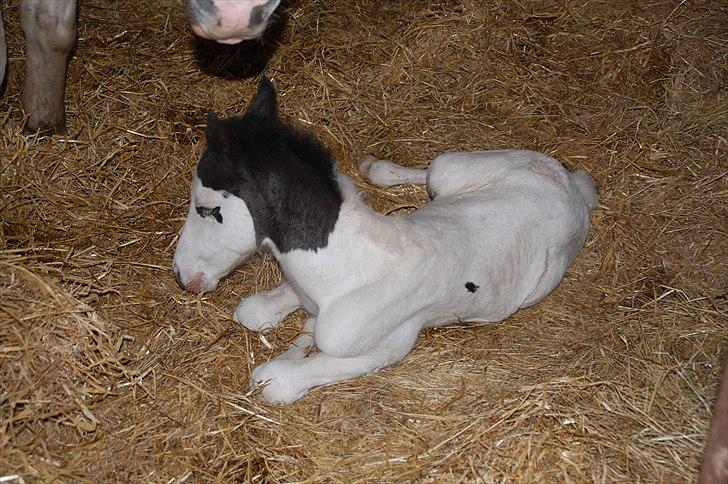 Paint charlies blue eyes billede 1