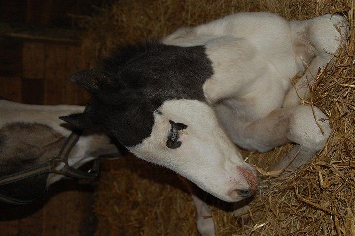 Paint charlies blue eyes billede 2