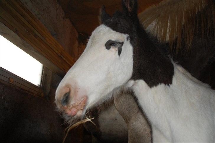 Paint charlies blue eyes billede 4