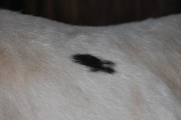 Paint charlies blue eyes billede 5