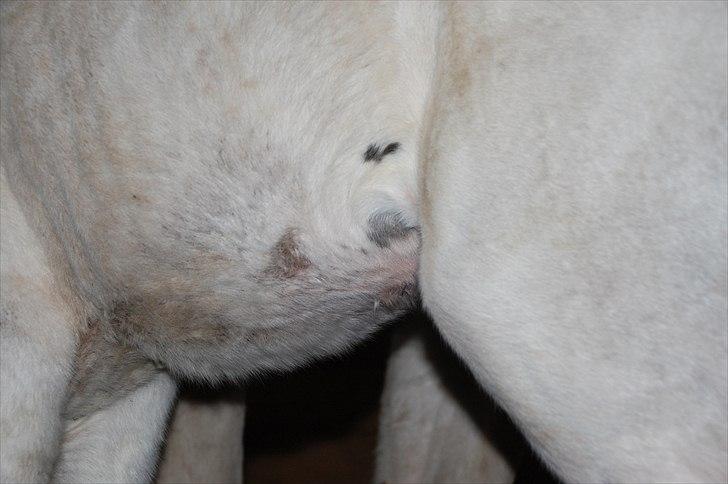 Paint charlies blue eyes billede 6