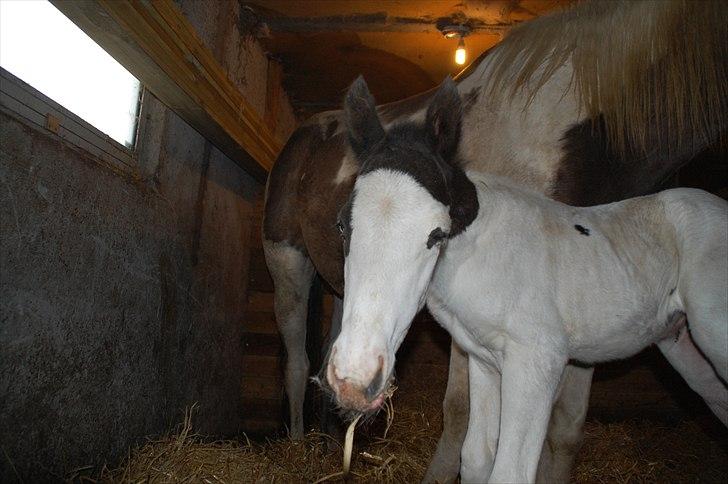 Paint charlies blue eyes billede 7