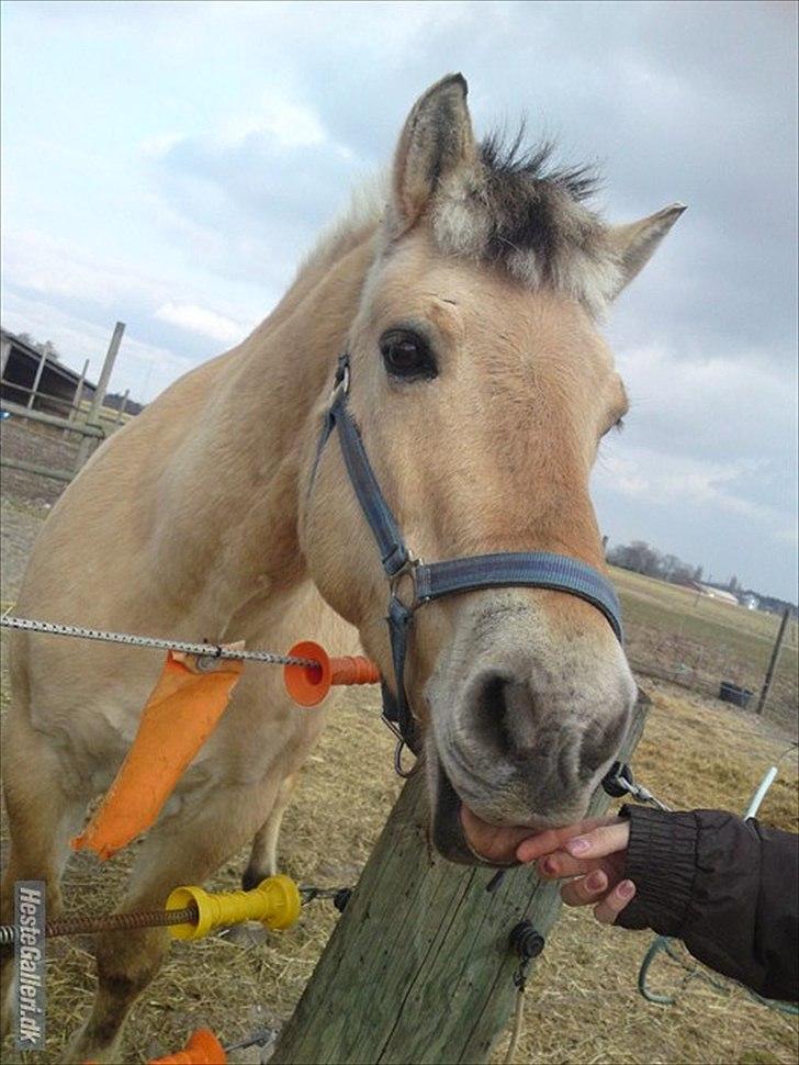 Fjordhest Rune Åby  - billede: 9
Tea Smager godt :D billede 9