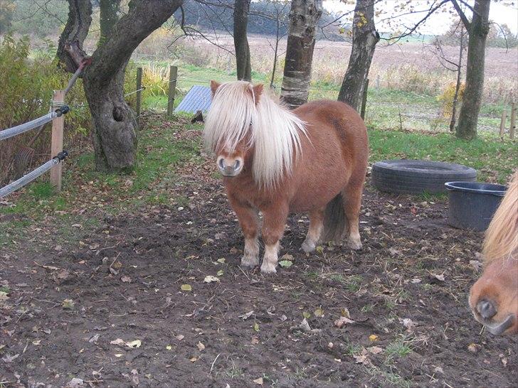 Shetlænder BULLER solgt;( - har i nogen gulerødder billede 1