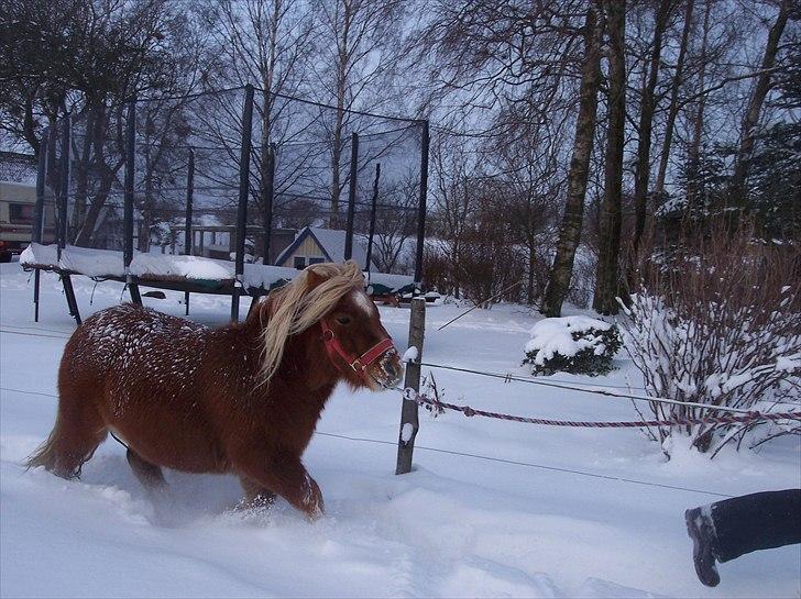 Shetlænder BULLER solgt;( - go buller go buller billede 4