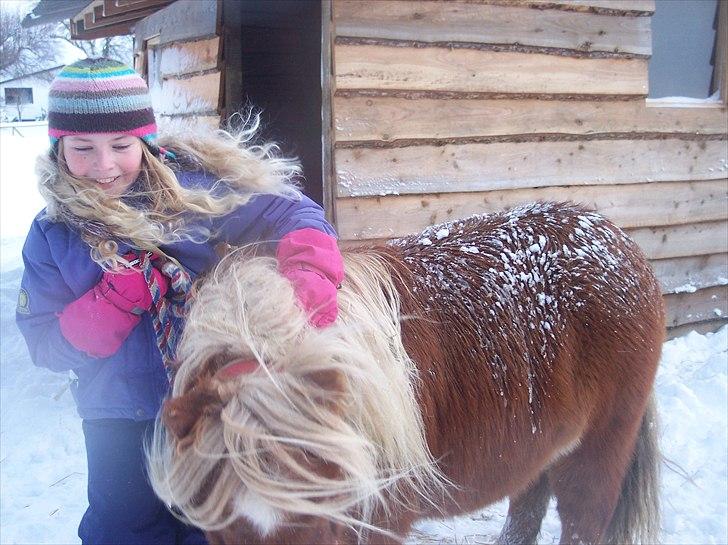 Shetlænder BULLER solgt;( - gggggggggggrrrrrrrrrrrrrrrrrrrrrrrææææææææææææææssssssssssssss billede 6